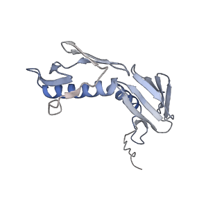 14864_7zq5_g_v1-0
70S E. coli ribosome with truncated uL23 and uL24 loops