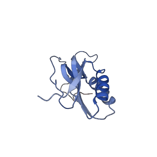 14864_7zq5_m_v1-0
70S E. coli ribosome with truncated uL23 and uL24 loops