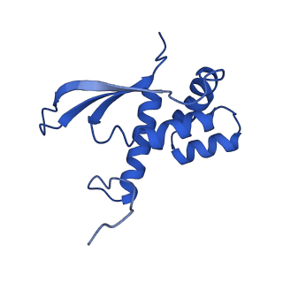 14864_7zq5_n_v1-0
70S E. coli ribosome with truncated uL23 and uL24 loops