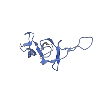 14864_7zq5_u_v1-0
70S E. coli ribosome with truncated uL23 and uL24 loops