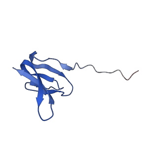 14864_7zq5_y_v1-0
70S E. coli ribosome with truncated uL23 and uL24 loops