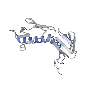 14865_7zq6_g_v1-0
70S E. coli ribosome with truncated uL23 and uL24 loops and a stalled filamin domain 5 nascent chain