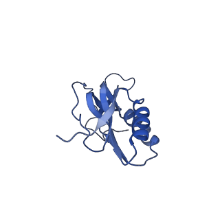 14865_7zq6_m_v1-0
70S E. coli ribosome with truncated uL23 and uL24 loops and a stalled filamin domain 5 nascent chain