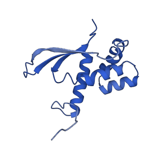 14865_7zq6_n_v1-0
70S E. coli ribosome with truncated uL23 and uL24 loops and a stalled filamin domain 5 nascent chain