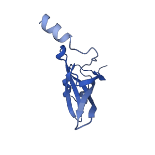 14865_7zq6_p_v1-0
70S E. coli ribosome with truncated uL23 and uL24 loops and a stalled filamin domain 5 nascent chain