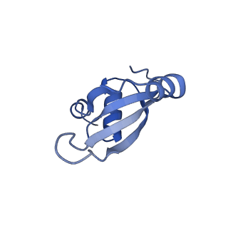 14865_7zq6_t_v1-0
70S E. coli ribosome with truncated uL23 and uL24 loops and a stalled filamin domain 5 nascent chain