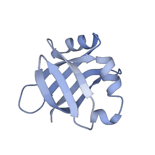 14865_7zq6_w_v1-0
70S E. coli ribosome with truncated uL23 and uL24 loops and a stalled filamin domain 5 nascent chain