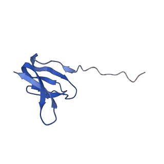 14865_7zq6_y_v1-0
70S E. coli ribosome with truncated uL23 and uL24 loops and a stalled filamin domain 5 nascent chain