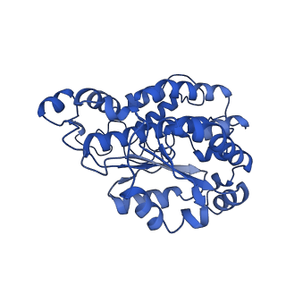 11377_6zr2_O_v1-1
Cryo-EM structure of respiratory complex I in the active state from Mus musculus at 3.1 A