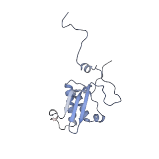 11390_6zs9_XP_v1-0
Human mitochondrial ribosome in complex with ribosome recycling factor