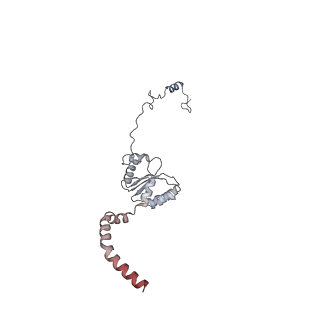 11392_6zsb_XI_v1-1
Human mitochondrial ribosome in complex with mRNA and P-site tRNA