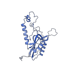 11393_6zsc_XN_v4-1
Human mitochondrial ribosome in complex with E-site tRNA