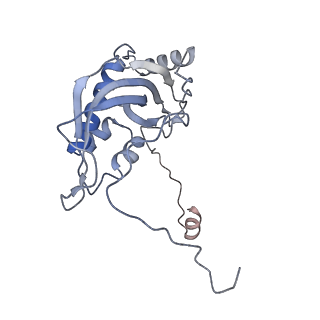 11393_6zsc_d_v1-0
Human mitochondrial ribosome in complex with E-site tRNA