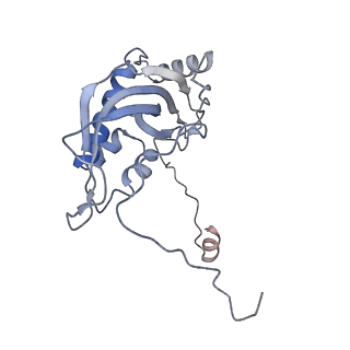 11393_6zsc_d_v4-1
Human mitochondrial ribosome in complex with E-site tRNA