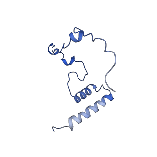 11393_6zsc_i_v3-0
Human mitochondrial ribosome in complex with E-site tRNA
