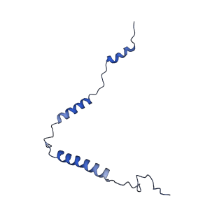 11393_6zsc_o_v1-0
Human mitochondrial ribosome in complex with E-site tRNA