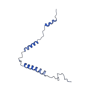 11393_6zsc_o_v4-1
Human mitochondrial ribosome in complex with E-site tRNA