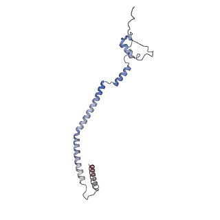 11393_6zsc_q_v4-1
Human mitochondrial ribosome in complex with E-site tRNA