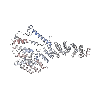 11397_6zsg_A4_v4-0
Human mitochondrial ribosome in complex with mRNA, A-site tRNA, P-site tRNA and E-site tRNA