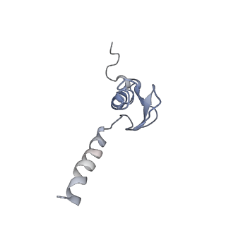 14926_7zs5_BB_v1-1
Structure of 60S ribosomal subunit from S. cerevisiae with eIF6 and tRNA