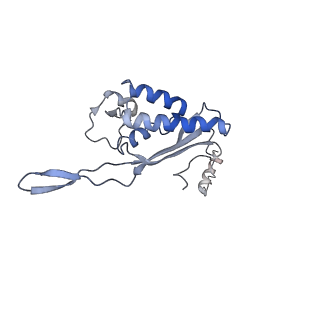 14926_7zs5_BQ_v1-1
Structure of 60S ribosomal subunit from S. cerevisiae with eIF6 and tRNA