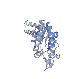 11420_6ztm_AB_v1-1
E. coli 70S-RNAP expressome complex in collided state without NusG