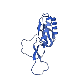 11420_6ztm_BN_v1-1
E. coli 70S-RNAP expressome complex in collided state without NusG