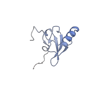 11421_6ztn_AS_v1-1
E. coli 70S-RNAP expressome complex in NusG-coupled state (42 nt intervening mRNA)