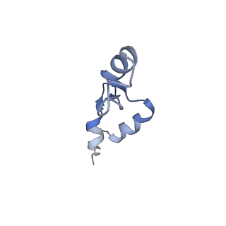11421_6ztn_B5_v1-1
E. coli 70S-RNAP expressome complex in NusG-coupled state (42 nt intervening mRNA)