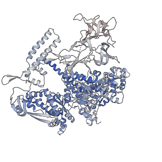 11422_6zto_CD_v1-0
E. coli 70S-RNAP expressome complex in uncoupled state 1