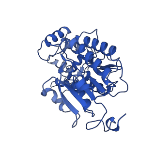 11424_6ztq_P_v1-1
Cryo-EM structure of respiratory complex I from Mus musculus inhibited by piericidin A at 3.0 A