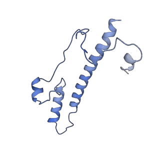 11424_6ztq_o_v1-1
Cryo-EM structure of respiratory complex I from Mus musculus inhibited by piericidin A at 3.0 A