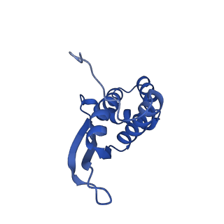 14956_7zta_L171_v1-0
Structure of an Escherichia coli 70S ribosome stalled by Tetracenomycin X during translation of an MAAAPQK(C) peptide