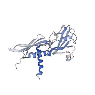 11426_6zu1_CA_v1-1
E. coli 70S-RNAP expressome complex in uncoupled state 2
