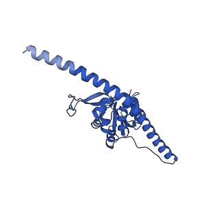 11437_6zu5_LF0_v1-1
Structure of the Paranosema locustae ribosome in complex with Lso2