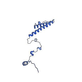 11437_6zu5_LHH_v1-1
Structure of the Paranosema locustae ribosome in complex with Lso2
