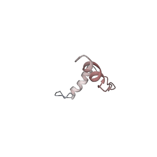 11437_6zu5_SEE_v1-1
Structure of the Paranosema locustae ribosome in complex with Lso2