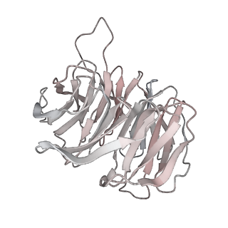 14978_7zuw_Ag_v1-1
Structure of RQT (C1) bound to the stalled ribosome in a disome unit from S. cerevisiae