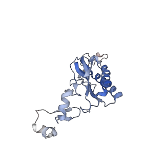 14978_7zuw_BI_v1-1
Structure of RQT (C1) bound to the stalled ribosome in a disome unit from S. cerevisiae