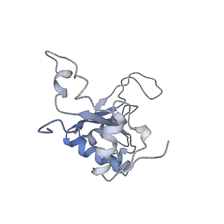 14978_7zuw_BJ_v1-1
Structure of RQT (C1) bound to the stalled ribosome in a disome unit from S. cerevisiae