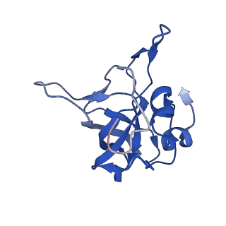 14978_7zuw_BU_v1-1
Structure of RQT (C1) bound to the stalled ribosome in a disome unit from S. cerevisiae
