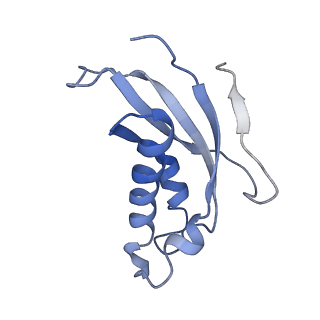 14978_7zuw_Bc_v1-1
Structure of RQT (C1) bound to the stalled ribosome in a disome unit from S. cerevisiae