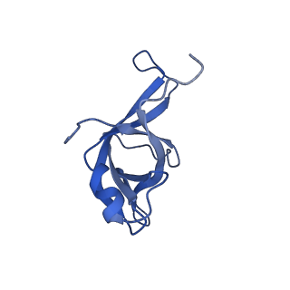 14978_7zuw_Be_v1-1
Structure of RQT (C1) bound to the stalled ribosome in a disome unit from S. cerevisiae