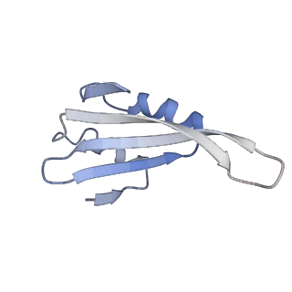 14978_7zuw_Bj_v1-1
Structure of RQT (C1) bound to the stalled ribosome in a disome unit from S. cerevisiae