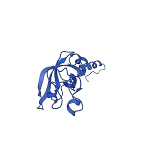 11457_6zvi_H_v1-0
Mbf1-ribosome complex