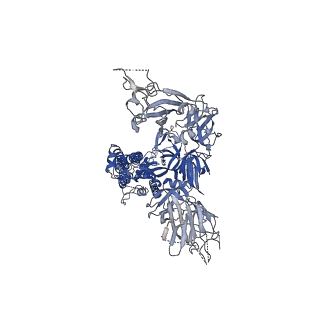 11497_6zwv_B_v1-3
Cryo-EM structure of SARS-CoV-2 Spike Proteins on intact virions: 3 Closed RBDs