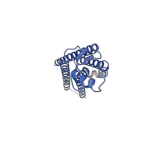 15014_7zxq_C_v1-0
cryo-EM structure of Connexin 32 R22G mutation hemi channel
