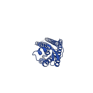 15016_7zxt_A_v1-0
cryo-EM structure of Connexin 32 W3S mutation hemi channel