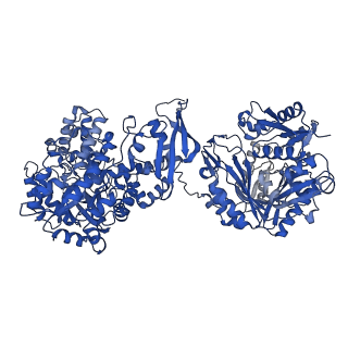 15037_7zz8_C_v1-1
Cryo-EM structure of Lactococcus lactis pyruvate carboxylase with acetyl-CoA and cyclic di-AMP